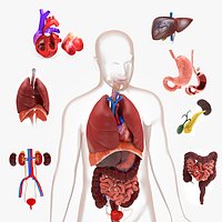 Human Internal Organs