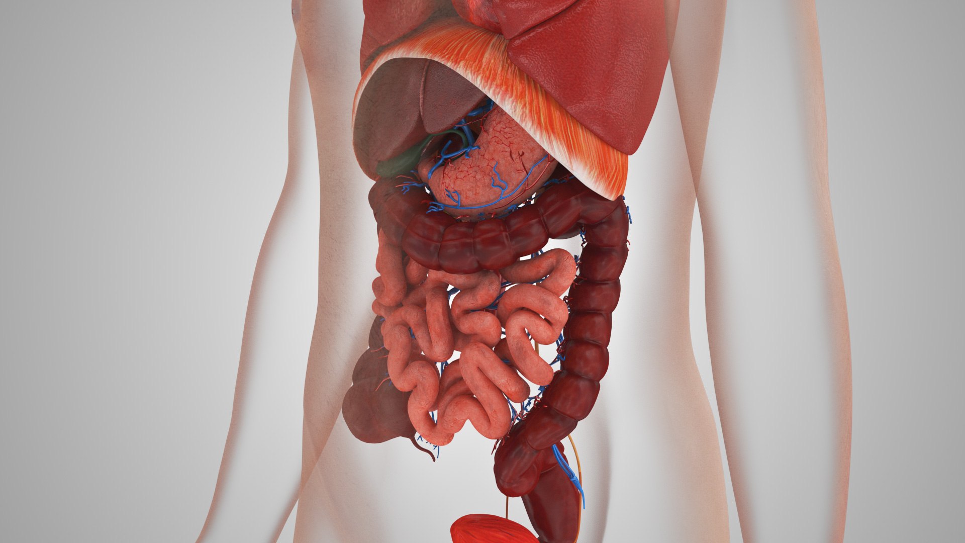 Human internal organs 3D model https://p.turbosquid.com/ts-thumb/TU/CmiZXf/jH/humaninternalorgans_00033/jpg/1657750732/1920x1080/fit_q87/5d10a9de516305fc6cb10f8f89e2bd352192dac4/humaninternalorgans_00033.jpg