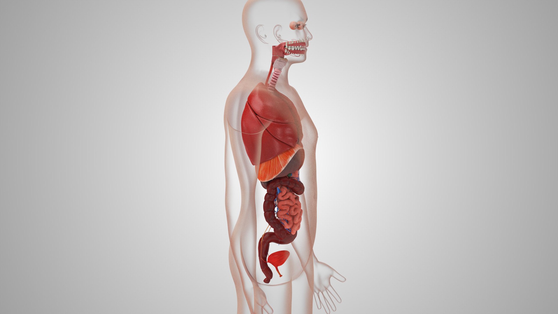 Human internal organs 3D model https://p.turbosquid.com/ts-thumb/TU/CmiZXf/nG/humaninternalorgans_00031/jpg/1657750730/1920x1080/fit_q87/60c9021488c43595d164607f4ea772a2fdeb01e8/humaninternalorgans_00031.jpg