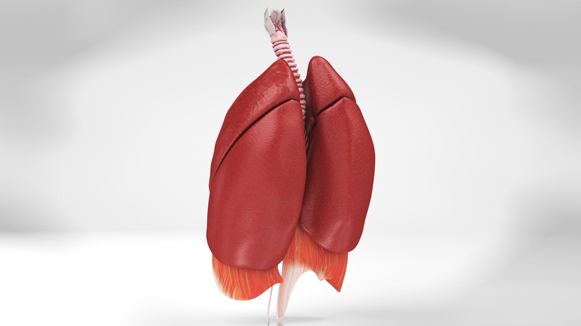 Human internal organs 3D model https://p.turbosquid.com/ts-thumb/TU/CmiZXf/o1/anatomylungs4/jpg/1657751247/1920x1080/fit_q87/7305d0a62ddf9939ef91ca0e7dcd78990cc0c77d/anatomylungs4.jpg