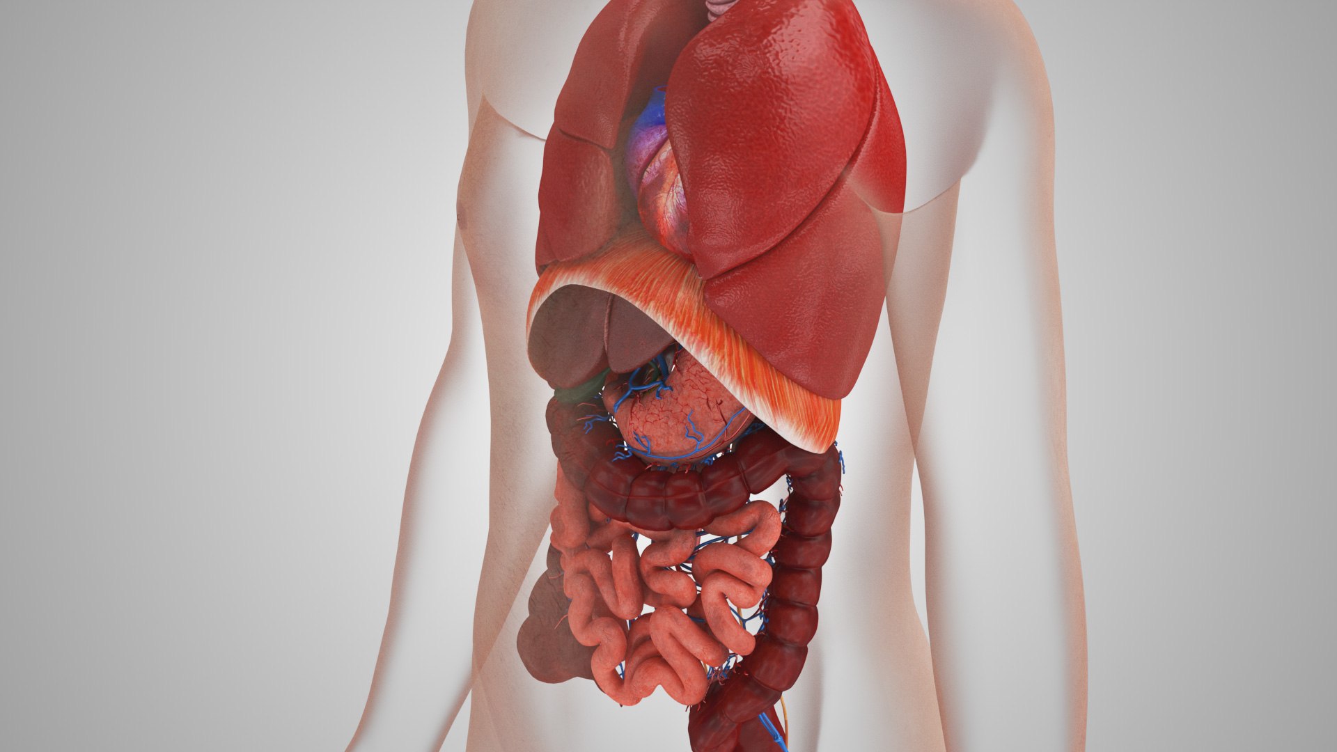 Human internal organs 3D model https://p.turbosquid.com/ts-thumb/TU/CmiZXf/o3/humaninternalorgans_00024/jpg/1657750725/1920x1080/fit_q87/c881ef1d06db9b5fceb45590989d220ab5de69ac/humaninternalorgans_00024.jpg