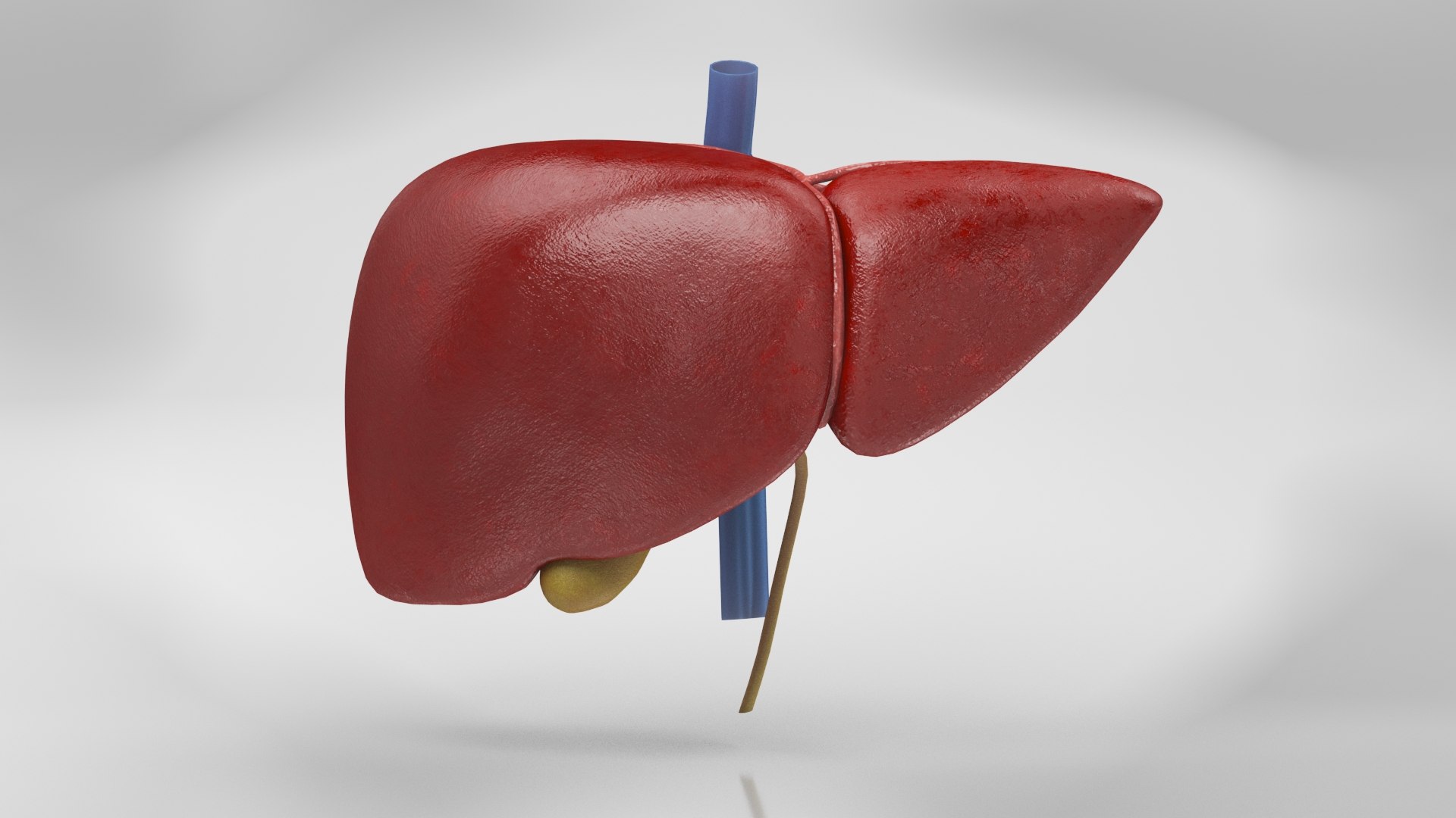 Human internal organs 3D model https://p.turbosquid.com/ts-thumb/TU/CmiZXf/yd/liver_02/jpg/1657751274/1920x1080/fit_q87/b87a9f4d6880d418f8cfb74e80f3fed2fbc2bf0c/liver_02.jpg