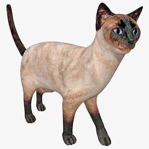 siamese cat pose 5 3d max