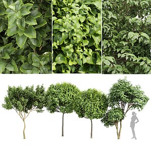 3D Japanese Cherry Leaf and Joy Perfume Orange Michelia tree