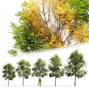 Ash-tree Fraxinus V5 3D