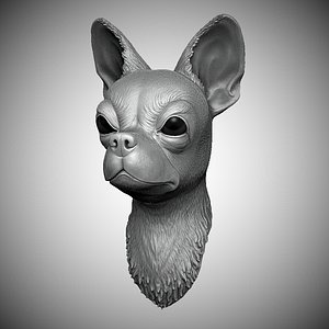 Chihuahua head
