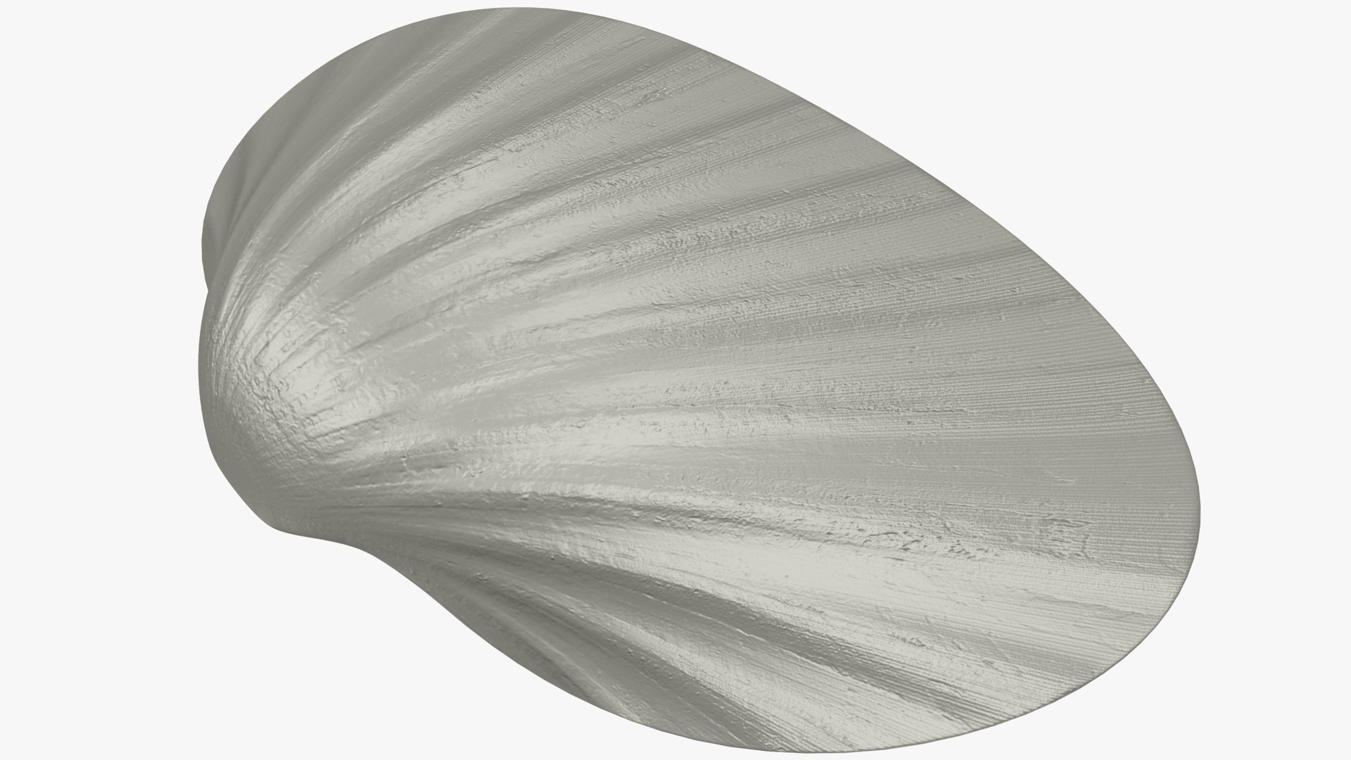 3D Seashell Sea Shell Model - TurboSquid 1624205