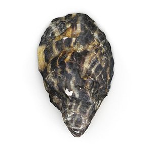 Oyster