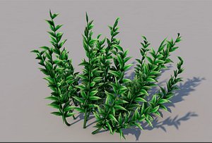 knotweed grass 3D model
