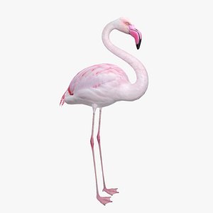 Flamingo model