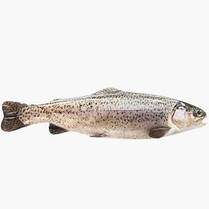 3D model Trout Fish