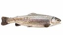 Trout Fish