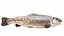 Underwater Animals Big Collection 34 in 1