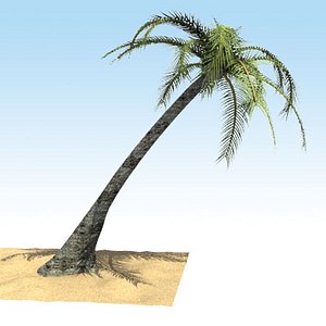3D Palm Tree Model