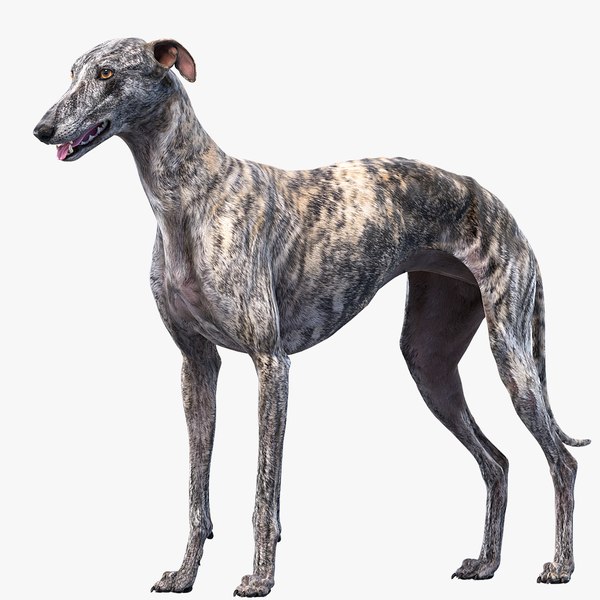 greyhound_signature_02.jpg