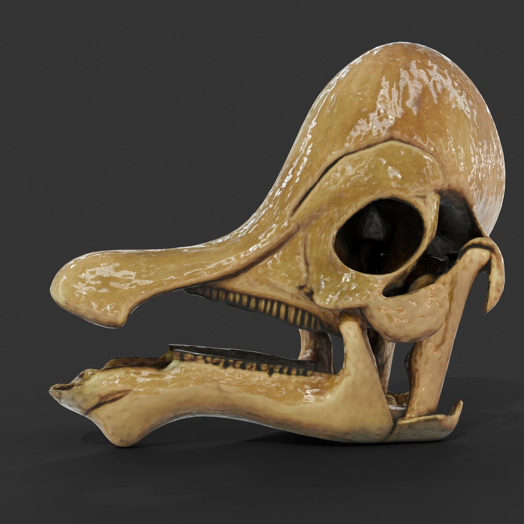 Dino Skull Collection model https://p.turbosquid.com/ts-thumb/TV/8MgvRc/T8/corythosaurus2/jpg/1768718121/1920x1080/fit_q87/f031d4473e60f8557b23609cb324b1d821cf2d64/corythosaurus2.jpg