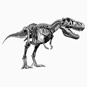 3D tyrannosaurus rex skeletons -