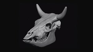 cattle bulls skull 3D model