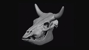 Cattle Skull