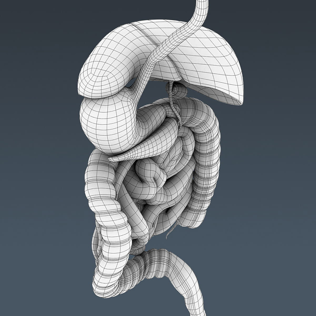 3d model of human digestive - organ anatomy