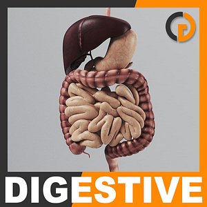 3d model of human digestive - organ anatomy