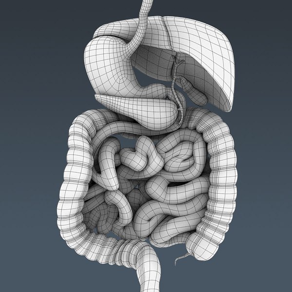 3d Model Of Human Digestive - Organ Anatomy