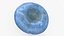 Lactarius Indigo