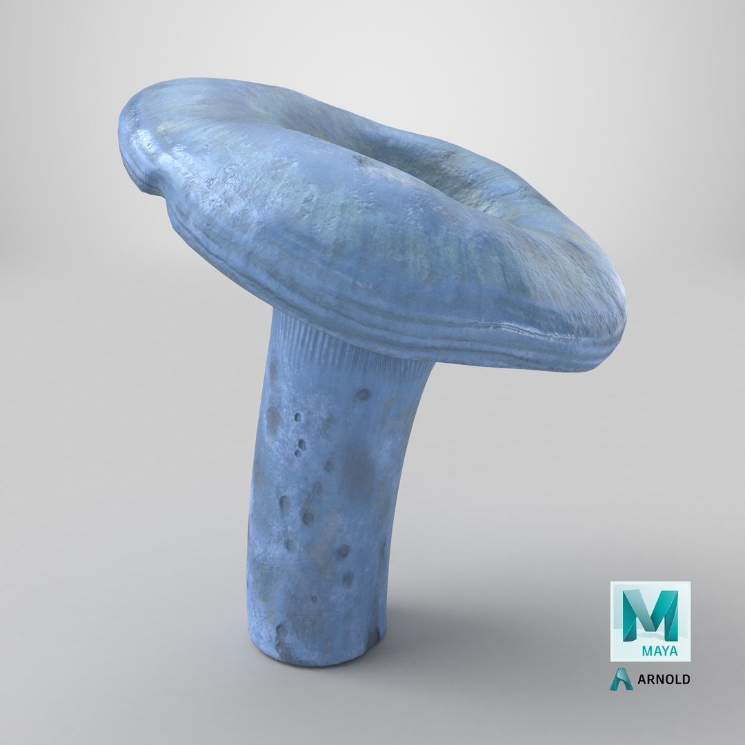 Lactarius Indigo 3D model https://p.turbosquid.com/ts-thumb/TV/jzcI8y/Vl/stemcell_maya_arnold_render/png/1715955012/1920x1080/fit_q87/92b9d5addd61e2afbeed31af616823de535fd4e4/stemcell_maya_arnold_render.jpg