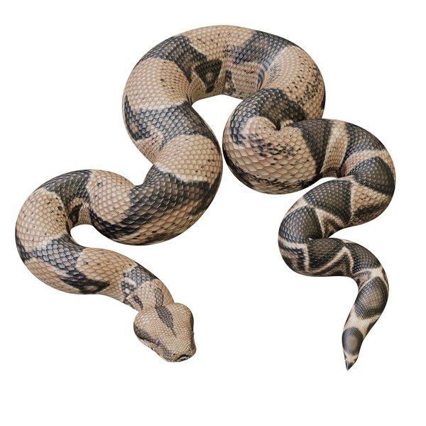 Unreal Snake-Animatable Models | TurboSquid