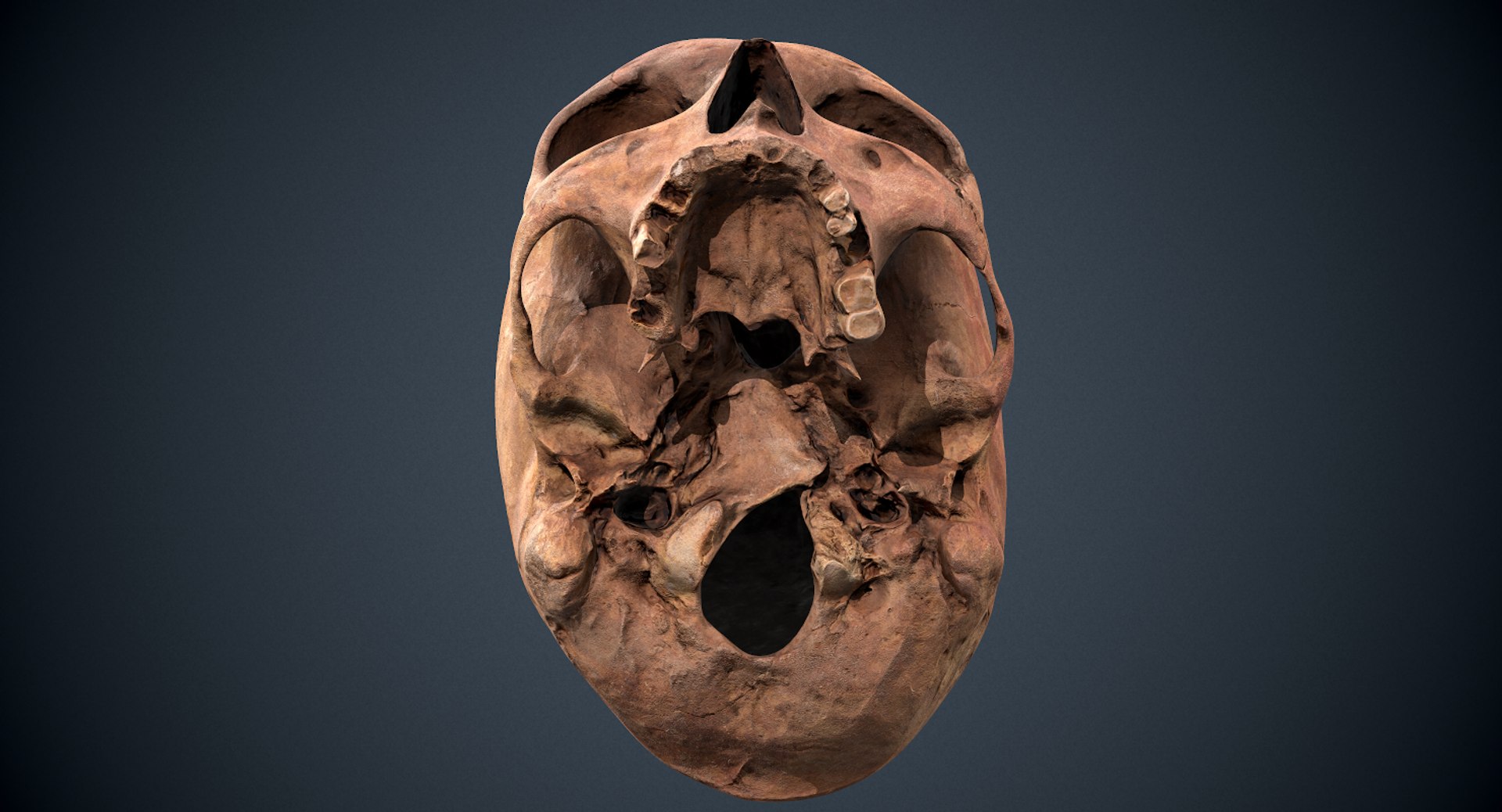 3D real skull model https://p.turbosquid.com/ts-thumb/TV/rfaBVn/0A4xEDiQ/screenshot028/png/1555186662/1920x1080/fit_q87/ece5233a4e9cb98fd3613114e1802d5731427401/screenshot028.jpg