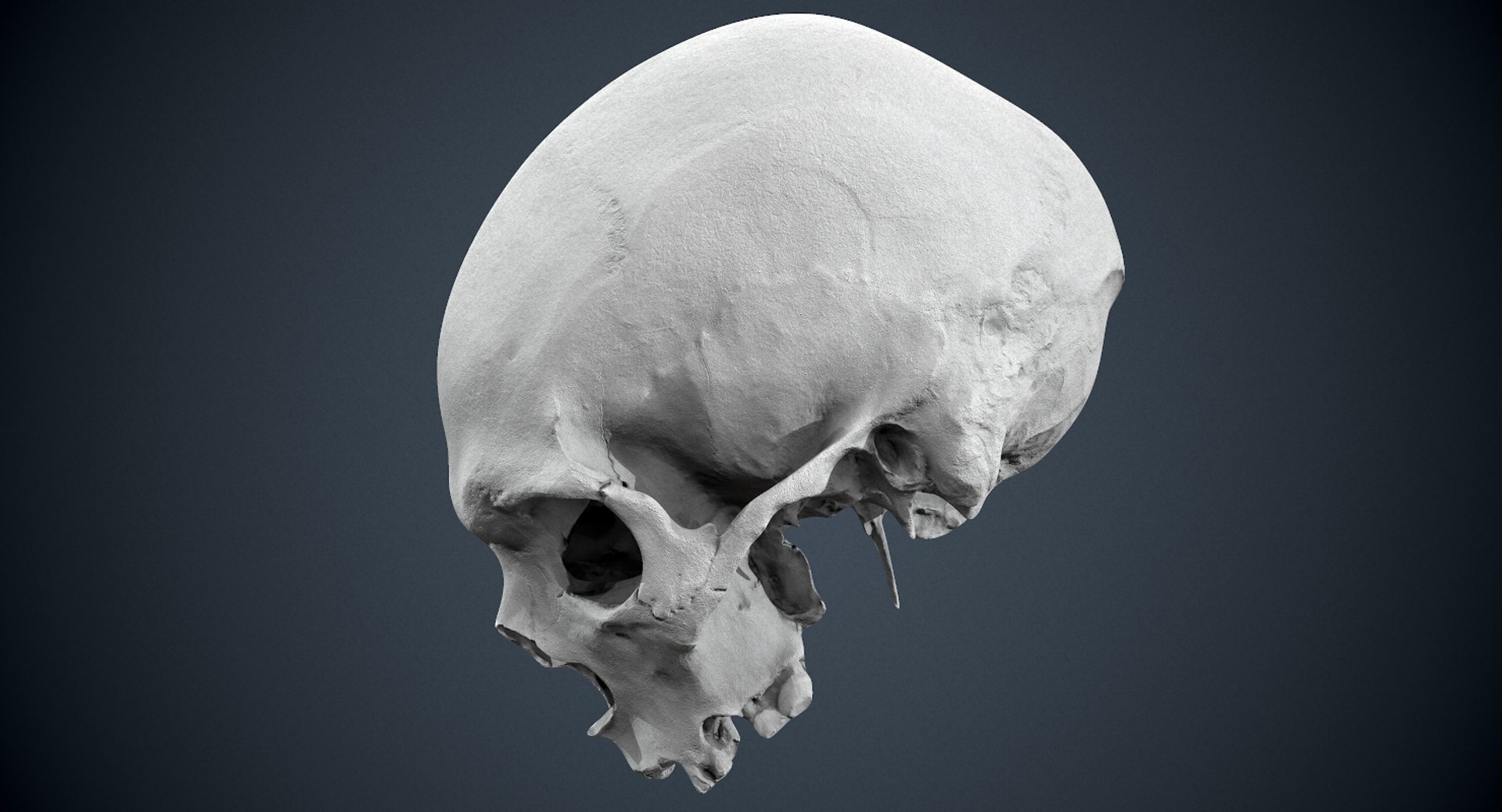 3D real skull model https://p.turbosquid.com/ts-thumb/TV/rfaBVn/83JP9YOf/screenshot035/png/1555186662/1920x1080/fit_q87/3cafc41967daf7e1f48a5d2ca5640f8ff876205c/screenshot035.jpg