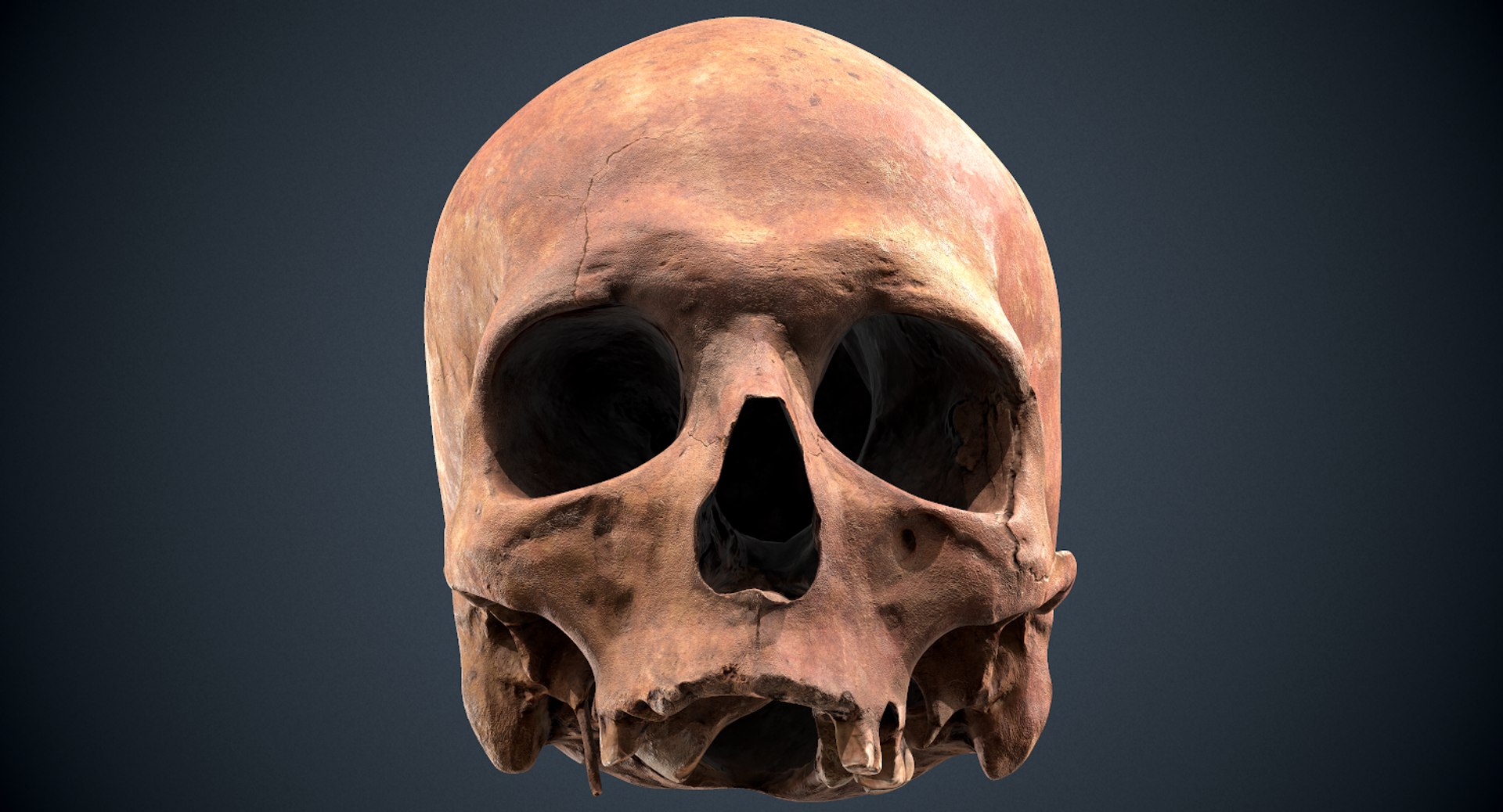 3D real skull model https://p.turbosquid.com/ts-thumb/TV/rfaBVn/9NjMIW4Y/screenshot033/png/1555186662/1920x1080/fit_q87/f8c118f547366dc05eab139a11600e5d653acade/screenshot033.jpg