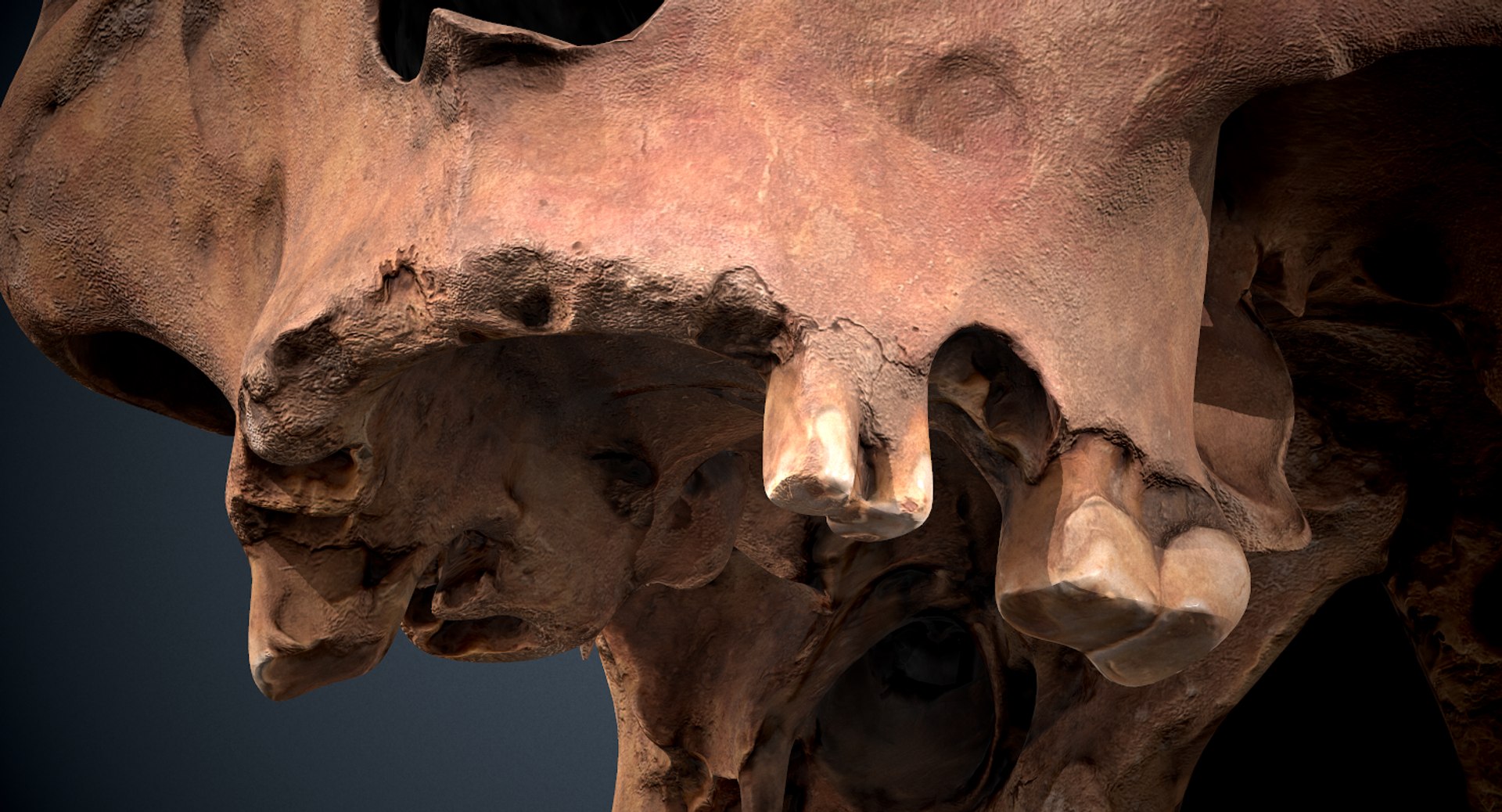 3D real skull model https://p.turbosquid.com/ts-thumb/TV/rfaBVn/CT8xVMSC/screenshot016/png/1555186662/1920x1080/fit_q87/6bf97b8e5508382af3794378698864914da373c7/screenshot016.jpg