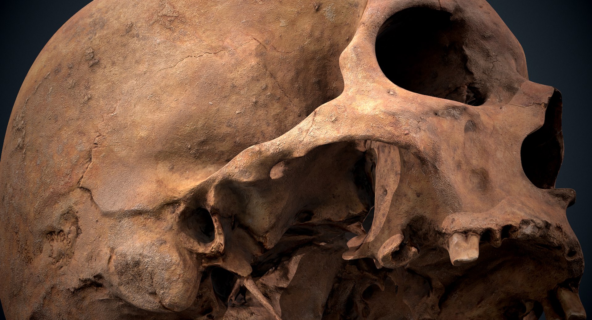 3D real skull model https://p.turbosquid.com/ts-thumb/TV/rfaBVn/CZuYmJme/screenshot026/png/1555186662/1920x1080/fit_q87/c22762cc8c7cb2326a7ed4ae79923ebc326ec041/screenshot026.jpg