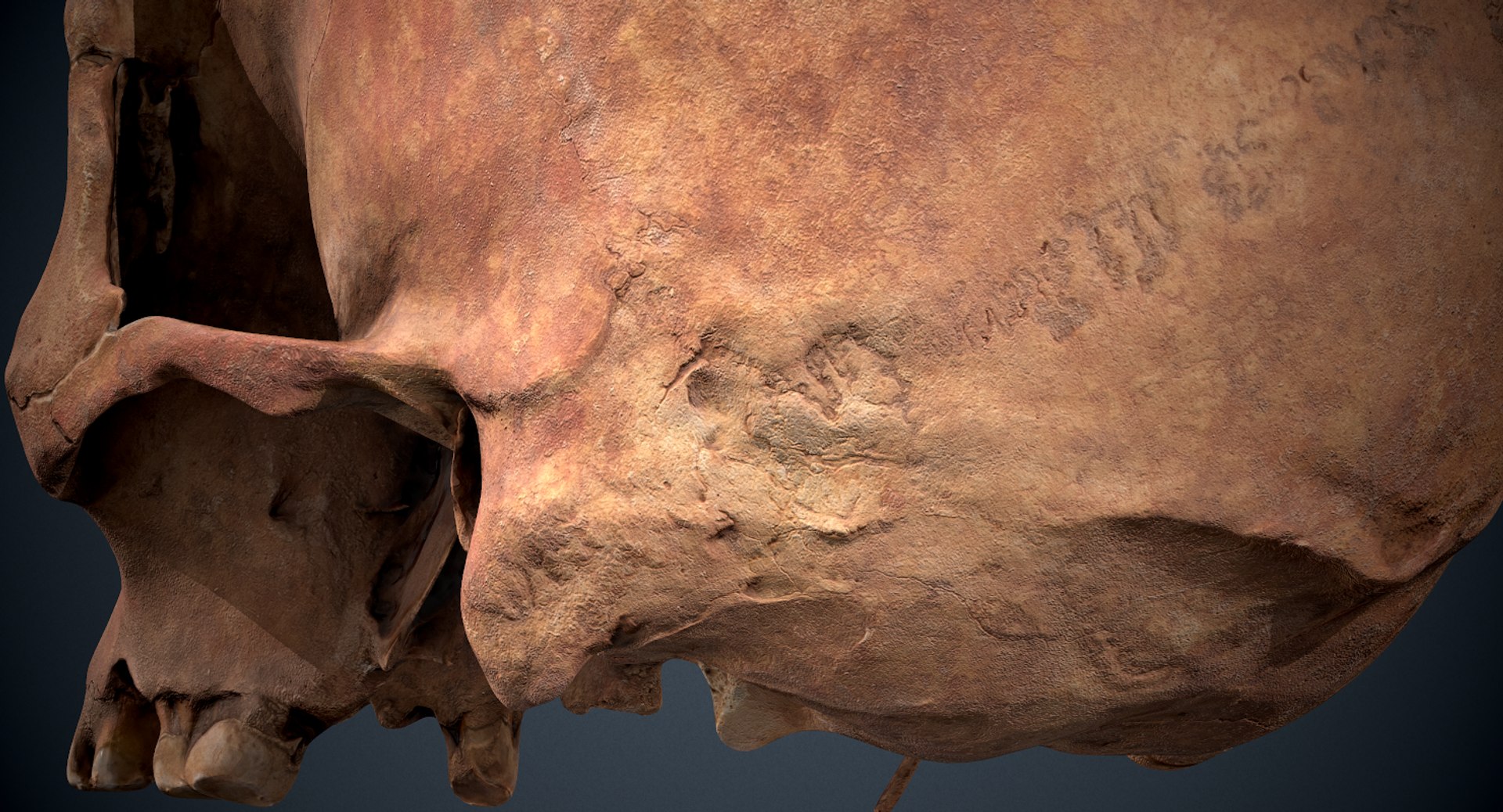 3D real skull model https://p.turbosquid.com/ts-thumb/TV/rfaBVn/DiiJVOSp/screenshot019/png/1555186662/1920x1080/fit_q87/5e9f5d474f1903d6733b723d6608255b57034fb7/screenshot019.jpg