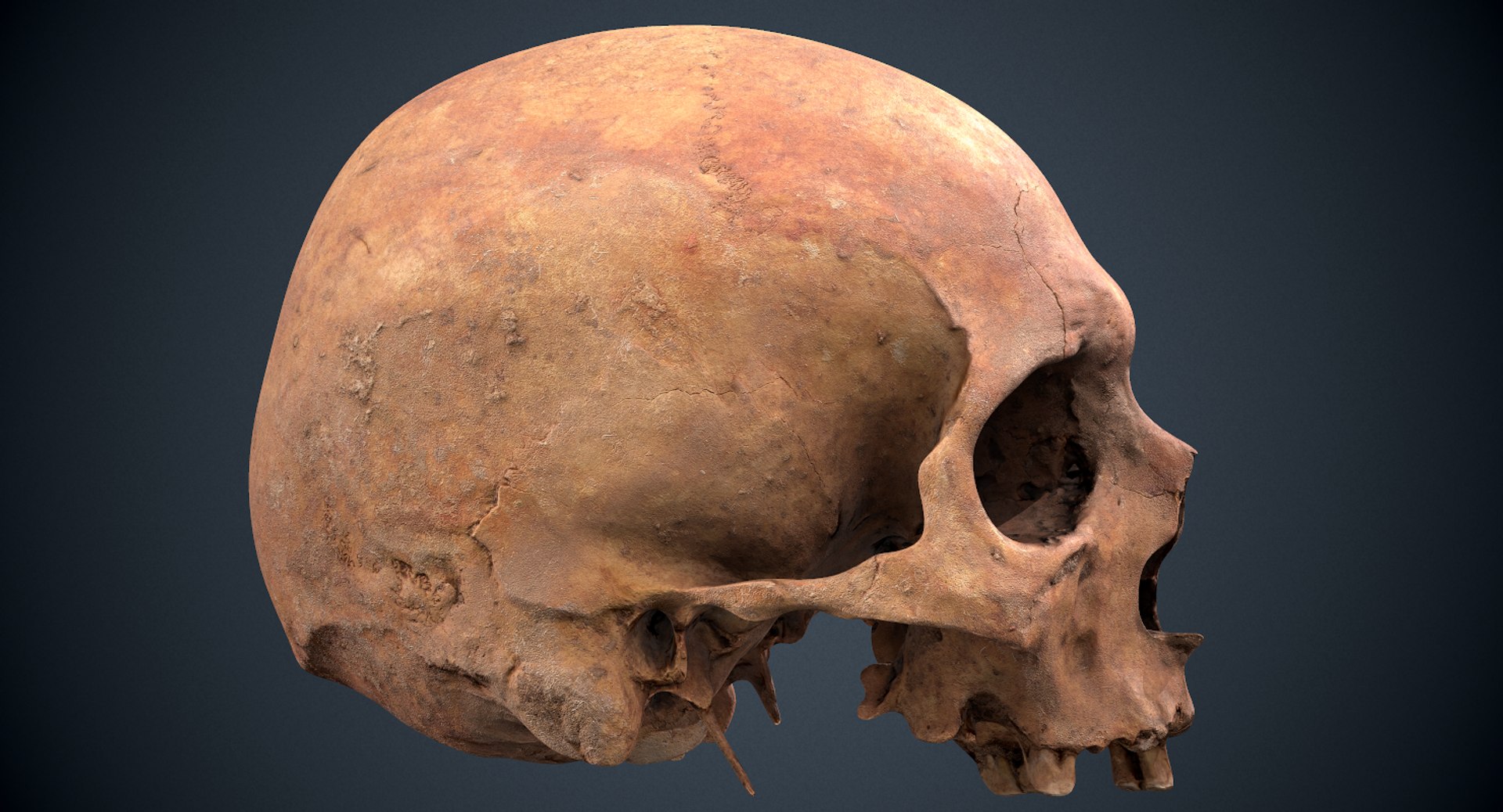3D real skull model https://p.turbosquid.com/ts-thumb/TV/rfaBVn/DyQf4vWU/screenshot008/png/1555186661/1920x1080/fit_q87/b78c4a21410045df12446d422e46447fbd37c158/screenshot008.jpg