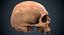 3D настоящий человеческий череп