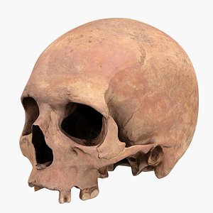 3D real skull model