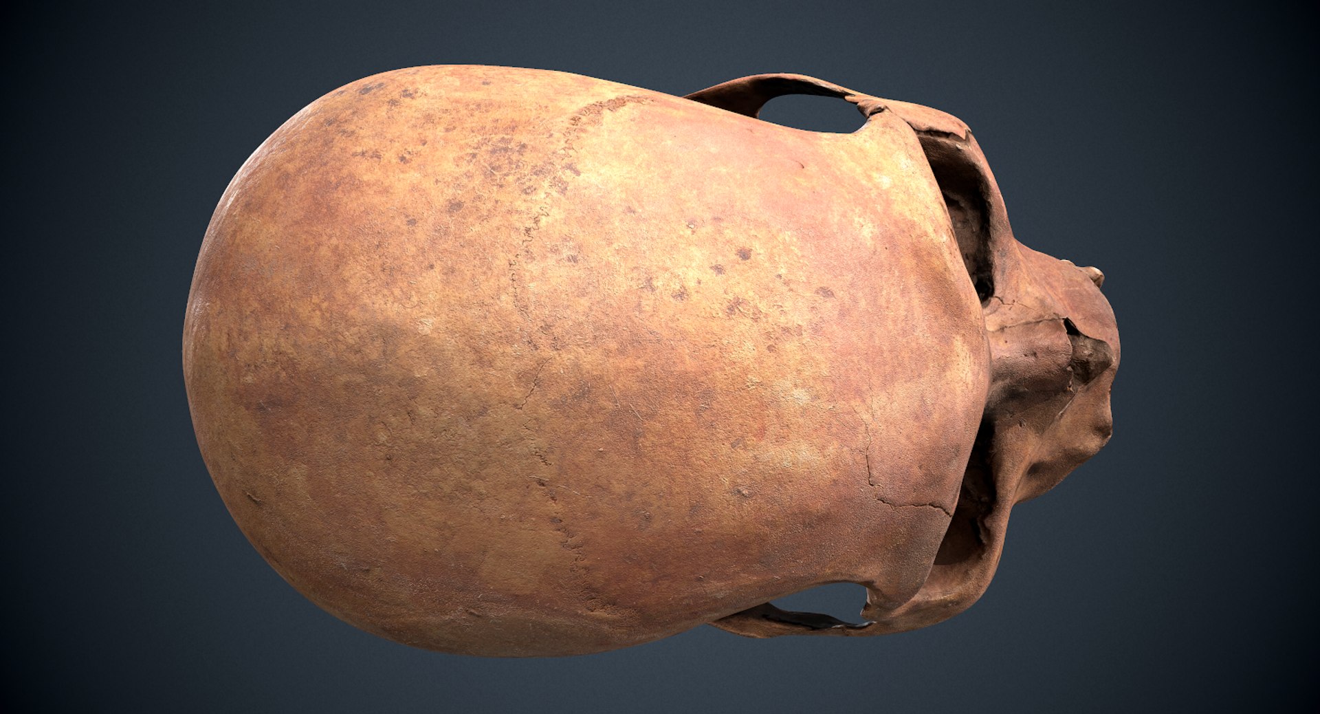 3D real skull model https://p.turbosquid.com/ts-thumb/TV/rfaBVn/Lp2h9TBA/screenshot007/png/1555186661/1920x1080/fit_q87/7235f98e149de687d4e480372a2d0208720ef38a/screenshot007.jpg