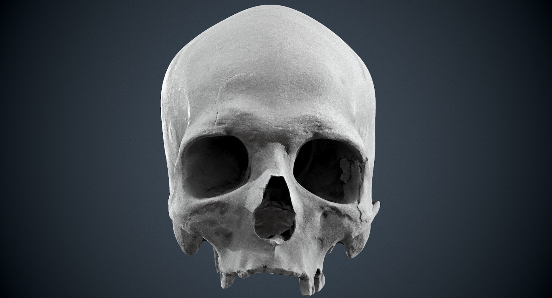 3D real skull model https://p.turbosquid.com/ts-thumb/TV/rfaBVn/Stc7IJz6/screenshot039/png/1555186662/1920x1080/fit_q87/46abfcae107adb244dd8fbe4ac1a3f88bf2bddd4/screenshot039.jpg