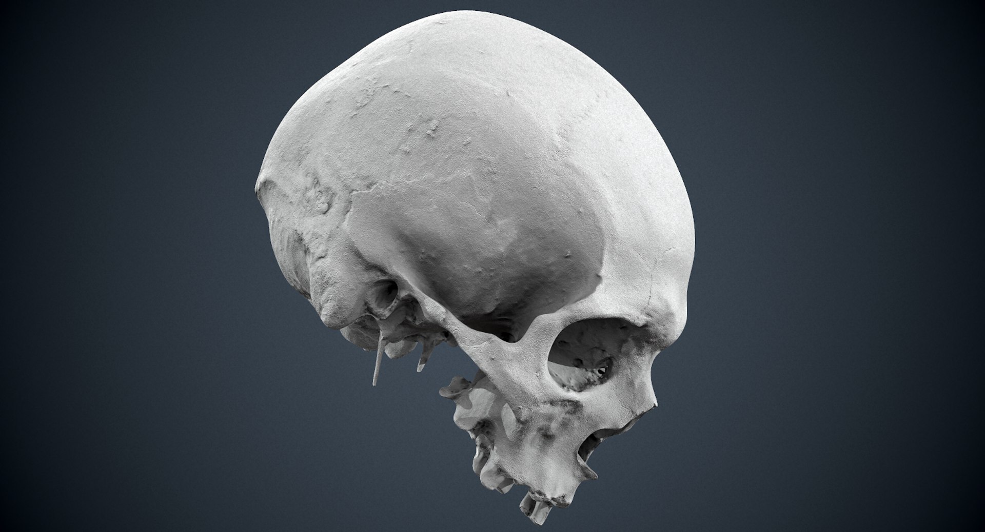 3D real skull model https://p.turbosquid.com/ts-thumb/TV/rfaBVn/XOlh0dTr/screenshot034/png/1555186662/1920x1080/fit_q87/68c0c552f56c73f2d75cd39329d20a364f18497f/screenshot034.jpg