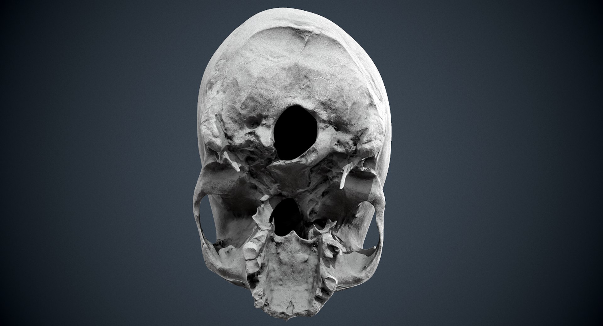 3D real skull model https://p.turbosquid.com/ts-thumb/TV/rfaBVn/bOFR5OtL/screenshot036/png/1555186662/1920x1080/fit_q87/9325b1a0b99b0628004cc0e5e079962686256745/screenshot036.jpg