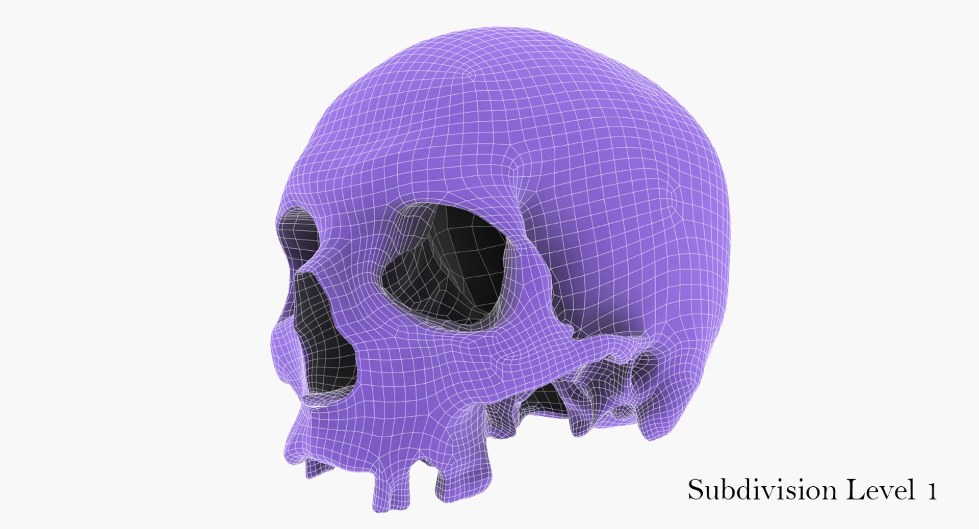3D real skull model https://p.turbosquid.com/ts-thumb/TV/rfaBVn/c8VFbr2C/skull_persp_user_wire_thumbnail_3/jpg/1555186662/1920x1080/fit_q87/c2f8c8d18ab3a387dc682d9cf2fea2f7aa53a8f1/skull_persp_user_wire_thumbnail_3.jpg