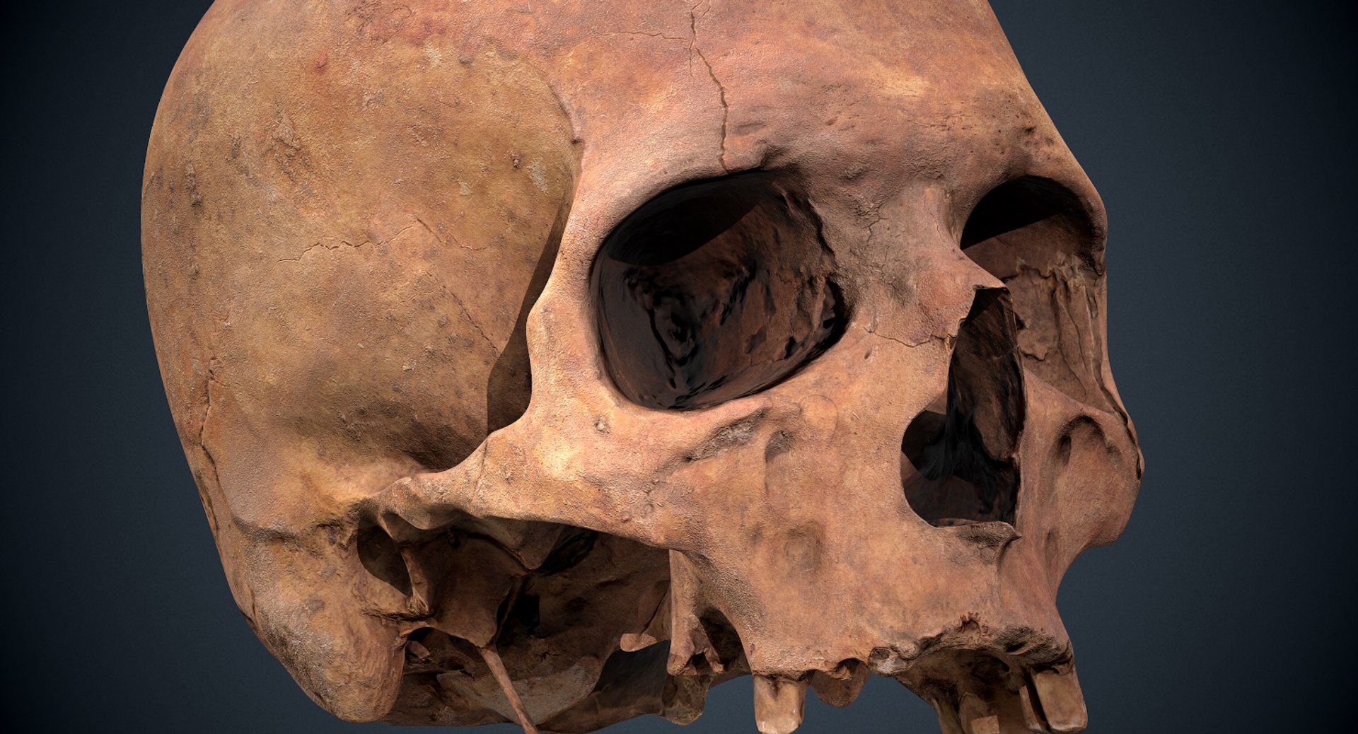 3D real skull model https://p.turbosquid.com/ts-thumb/TV/rfaBVn/gMxokTad/screenshot021/png/1555186662/1920x1080/fit_q87/6ed7645e4c766b012e35fae73be6c704d1da22fd/screenshot021.jpg