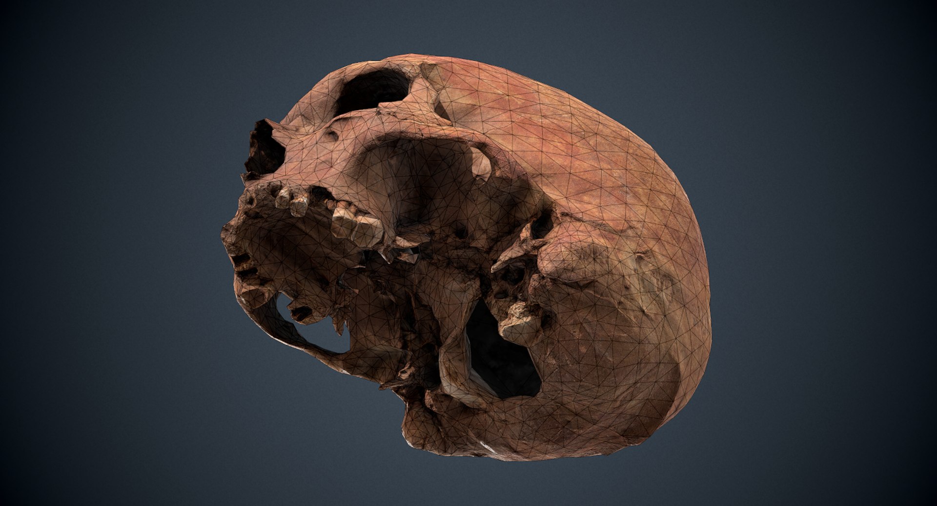 3D real skull model https://p.turbosquid.com/ts-thumb/TV/rfaBVn/jCMxbhk8/screenshot002/png/1555186661/1920x1080/fit_q87/77a00364b8856ce45deacf8a5c8bebc5f045665a/screenshot002.jpg