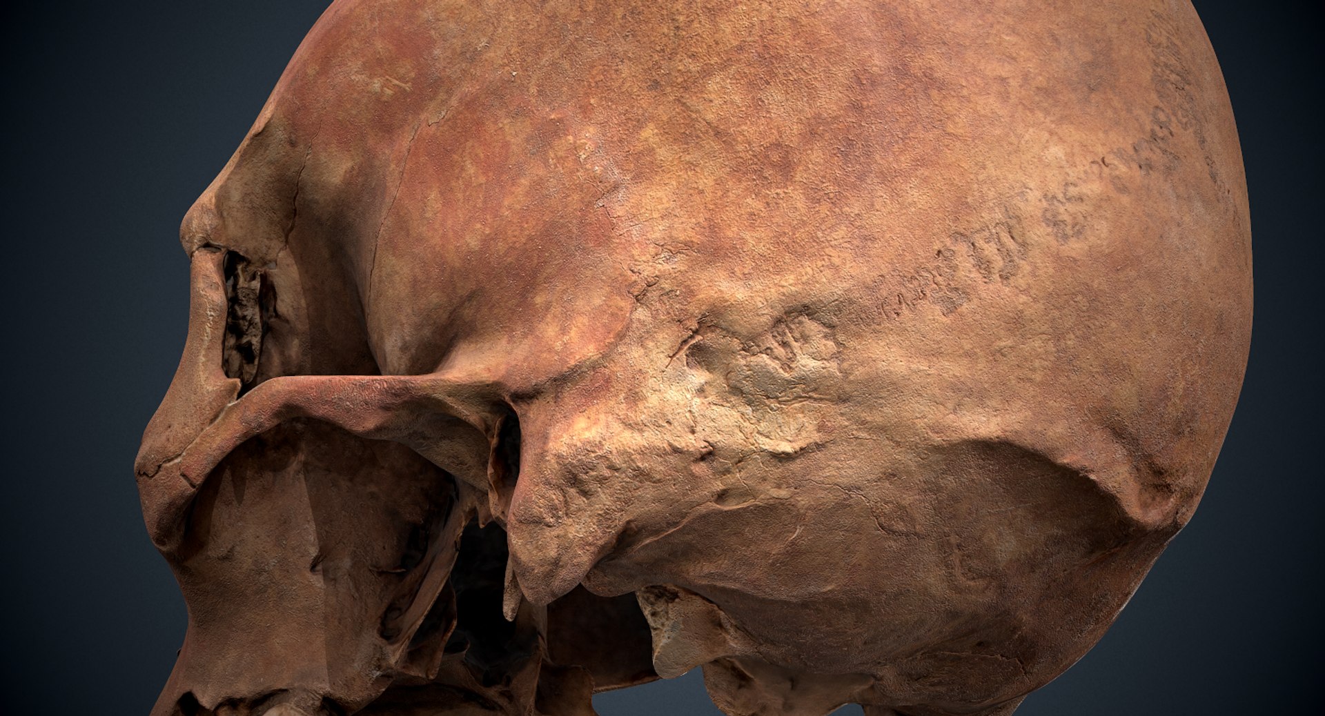3D real skull model https://p.turbosquid.com/ts-thumb/TV/rfaBVn/jzRIEHk1/screenshot023/png/1555186662/1920x1080/fit_q87/1f221e0401798984f7a77c35ab57935ac2d43d7d/screenshot023.jpg