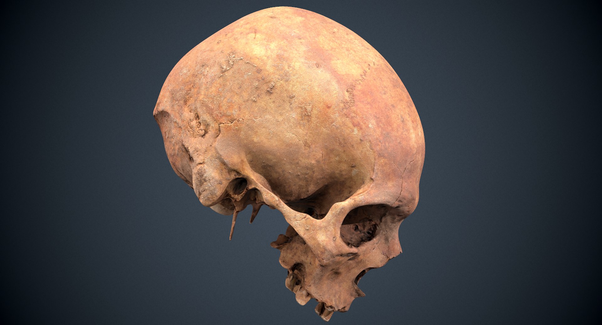 3D real skull model https://p.turbosquid.com/ts-thumb/TV/rfaBVn/k4AIWUQ7/screenshot0301/png/1555186662/1920x1080/fit_q87/0eb9437f63863baab492dfaeea0f5072548f9108/screenshot0301.jpg