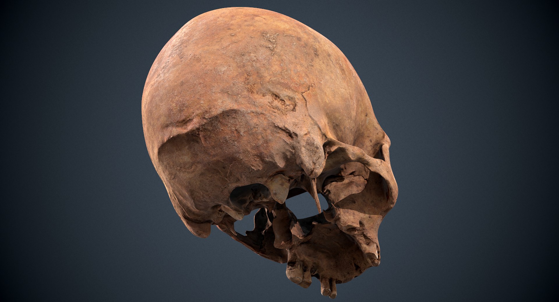 3D real skull model https://p.turbosquid.com/ts-thumb/TV/rfaBVn/mcLeeBLl/screenshot018/png/1555186662/1920x1080/fit_q87/59d81ad8b20f9029eb75db2d33ed5971161f489f/screenshot018.jpg