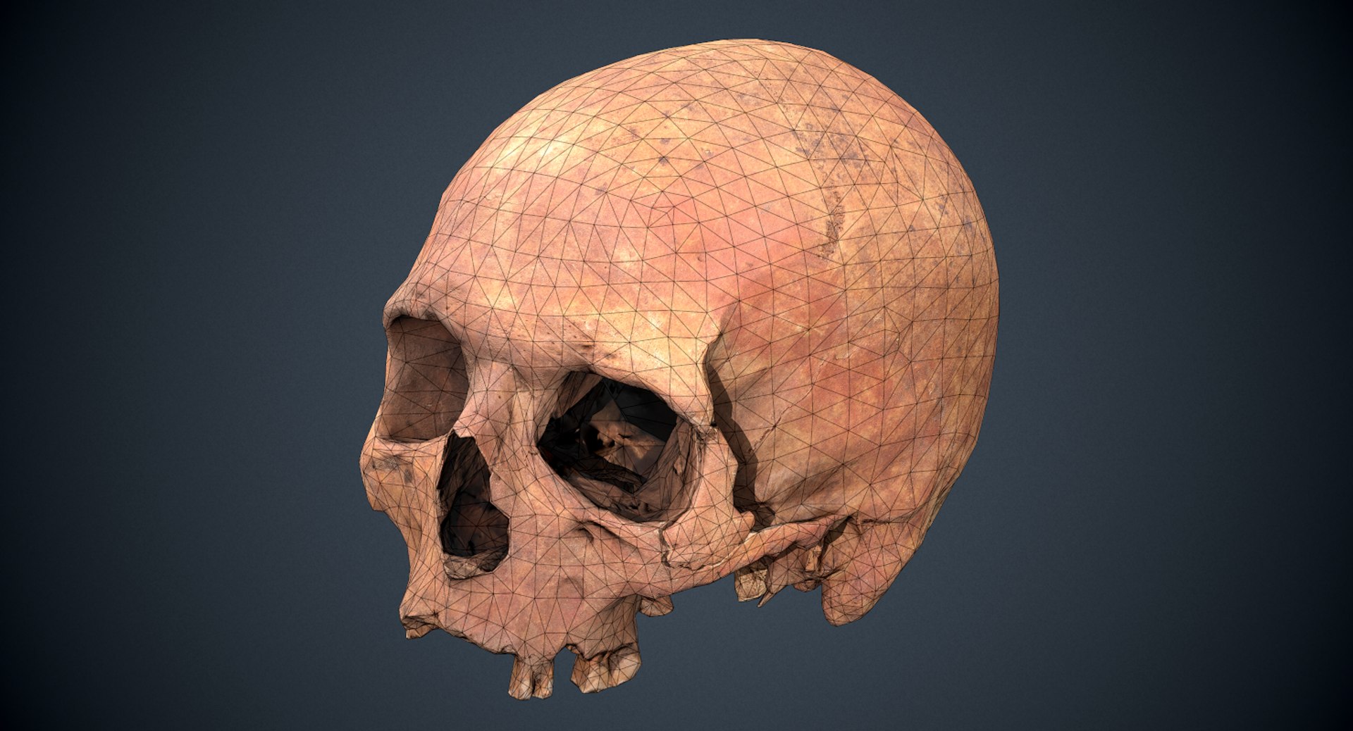 3D real skull model https://p.turbosquid.com/ts-thumb/TV/rfaBVn/pAhlnSUU/screenshot000/png/1555186661/1920x1080/fit_q87/e446202641e491657d76b804776ca80142b9d21e/screenshot000.jpg