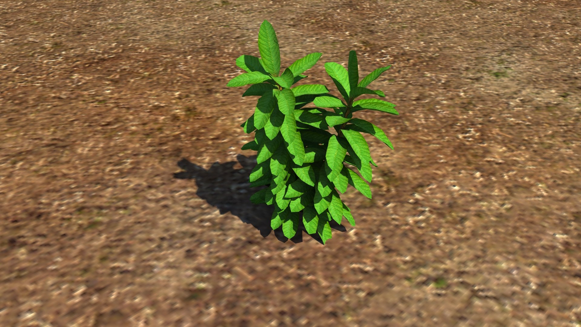3d herb plant https://p.turbosquid.com/ts-thumb/TV/yceX0r/5e1x8FmB/3/jpg/1462615491/1920x1080/fit_q87/eadb492c48ff5a29ba4a4cfda78e1ffa5d6d7d15/3.jpg